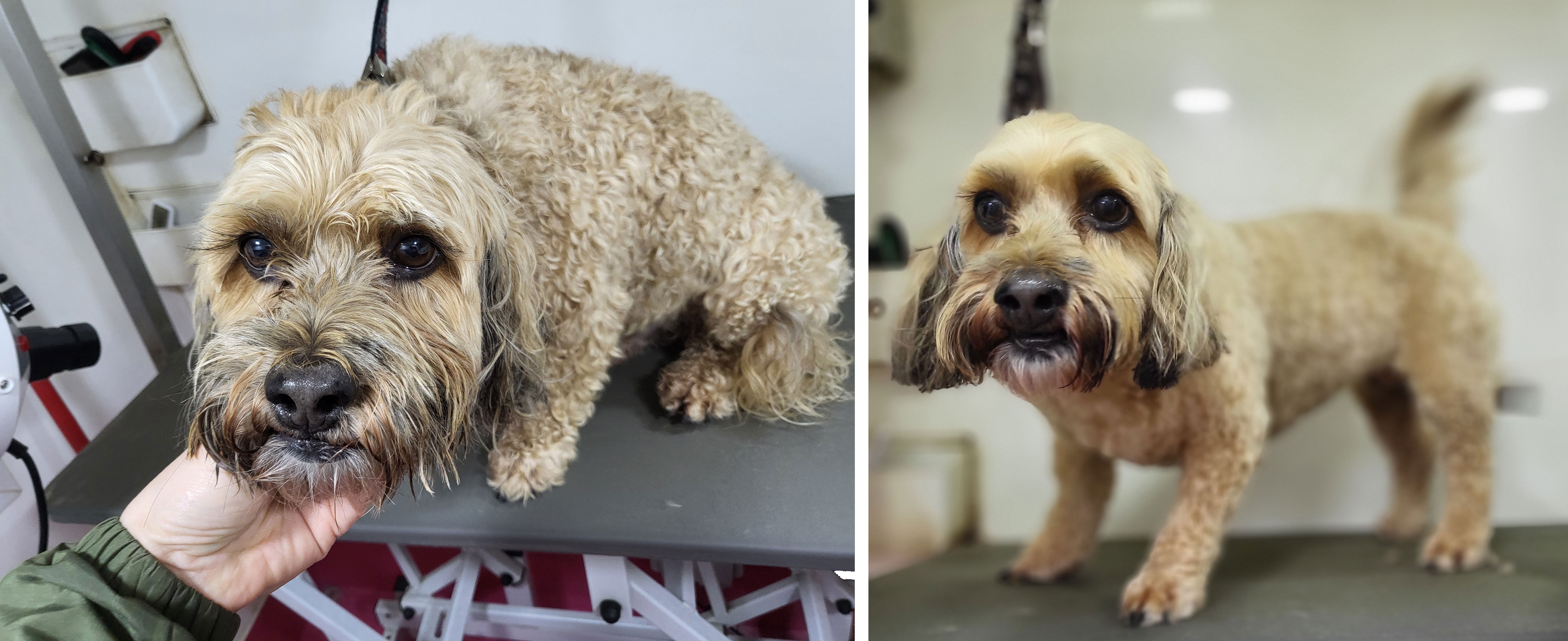 Before and after side-by-side grooming transformation