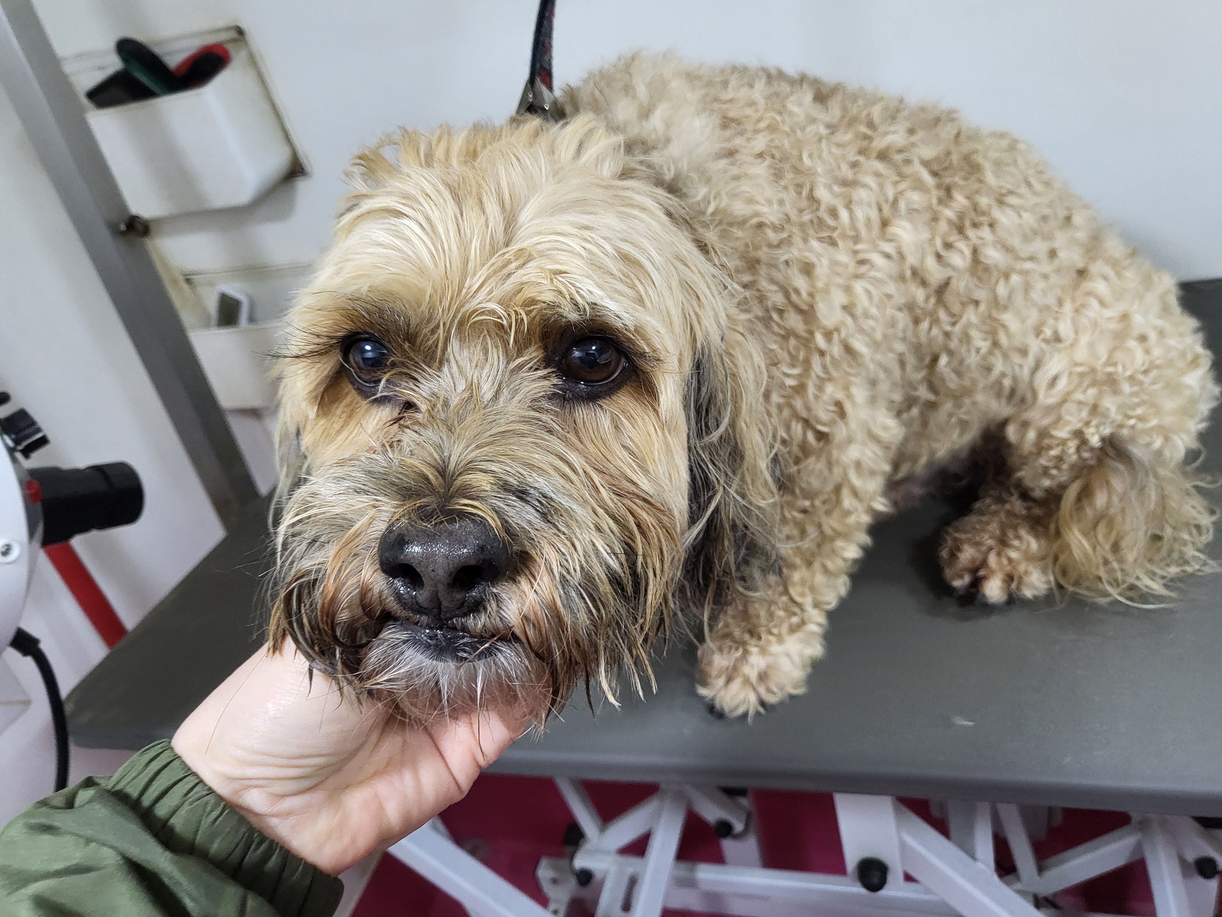 Dog before grooming session