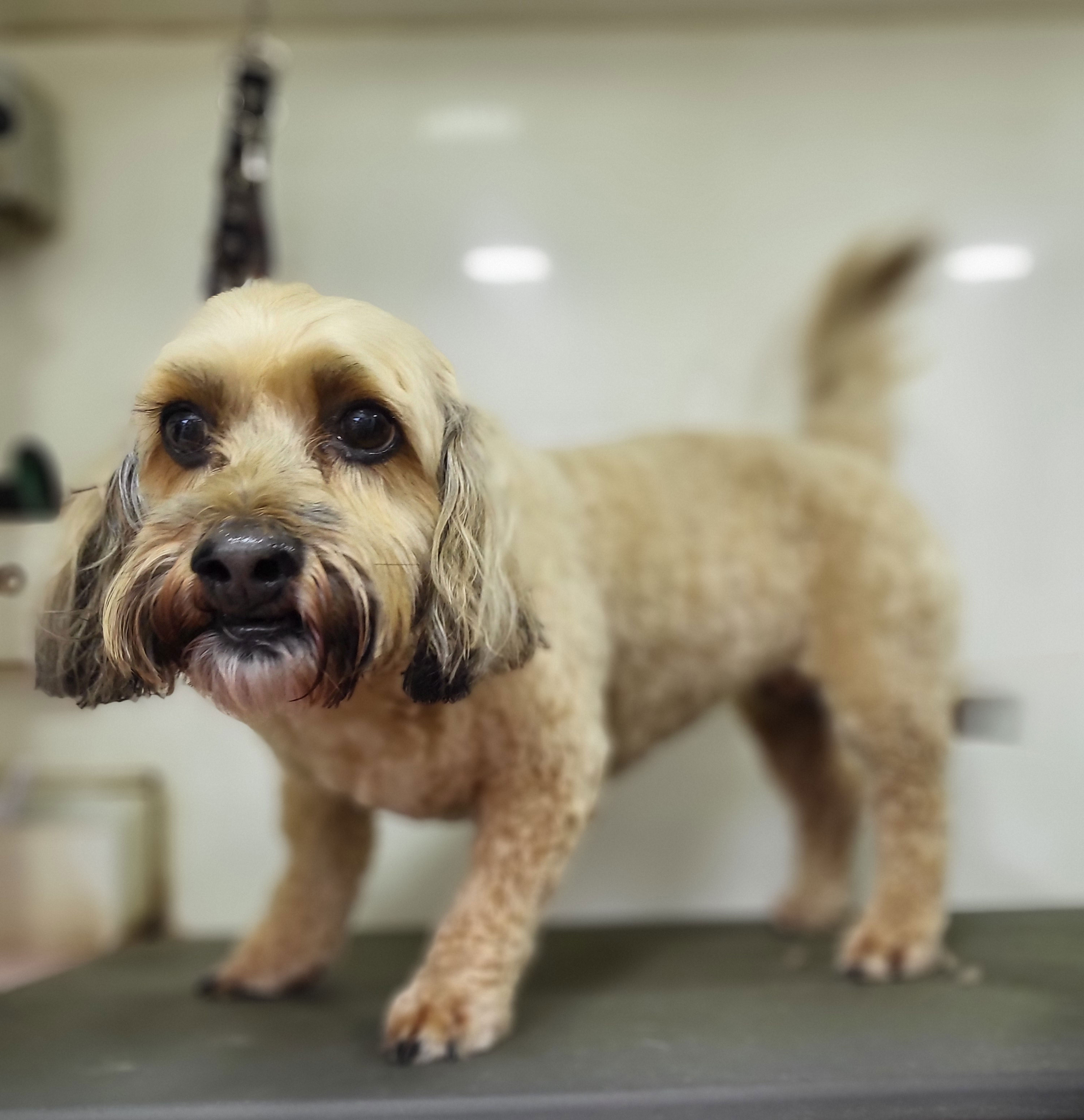 Dog after grooming close-up