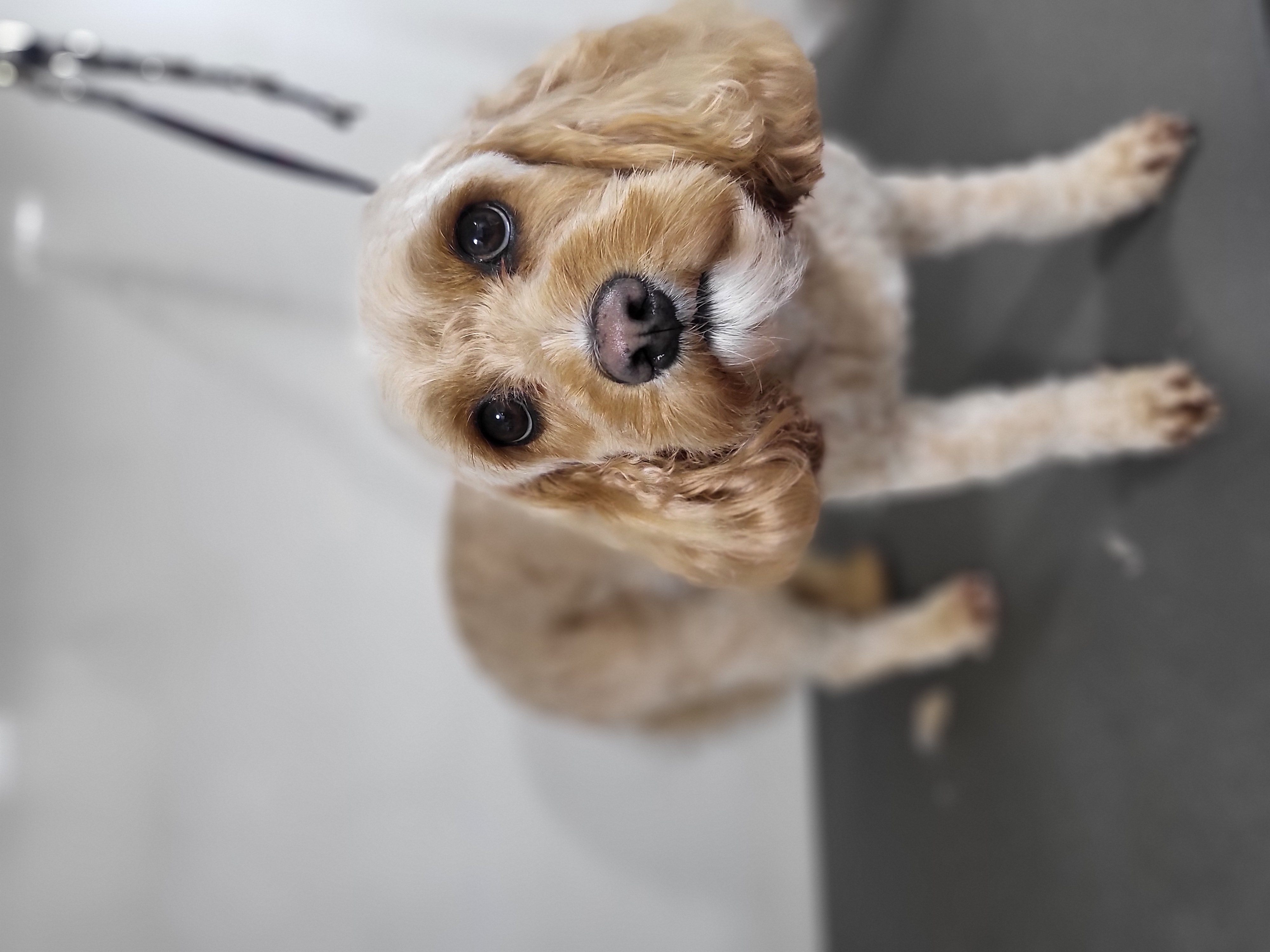 Freshly groomed dog looking smart