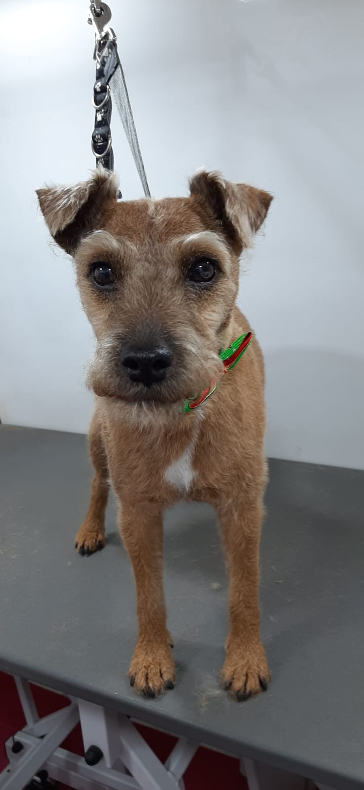 Neat terrier after a professional groom